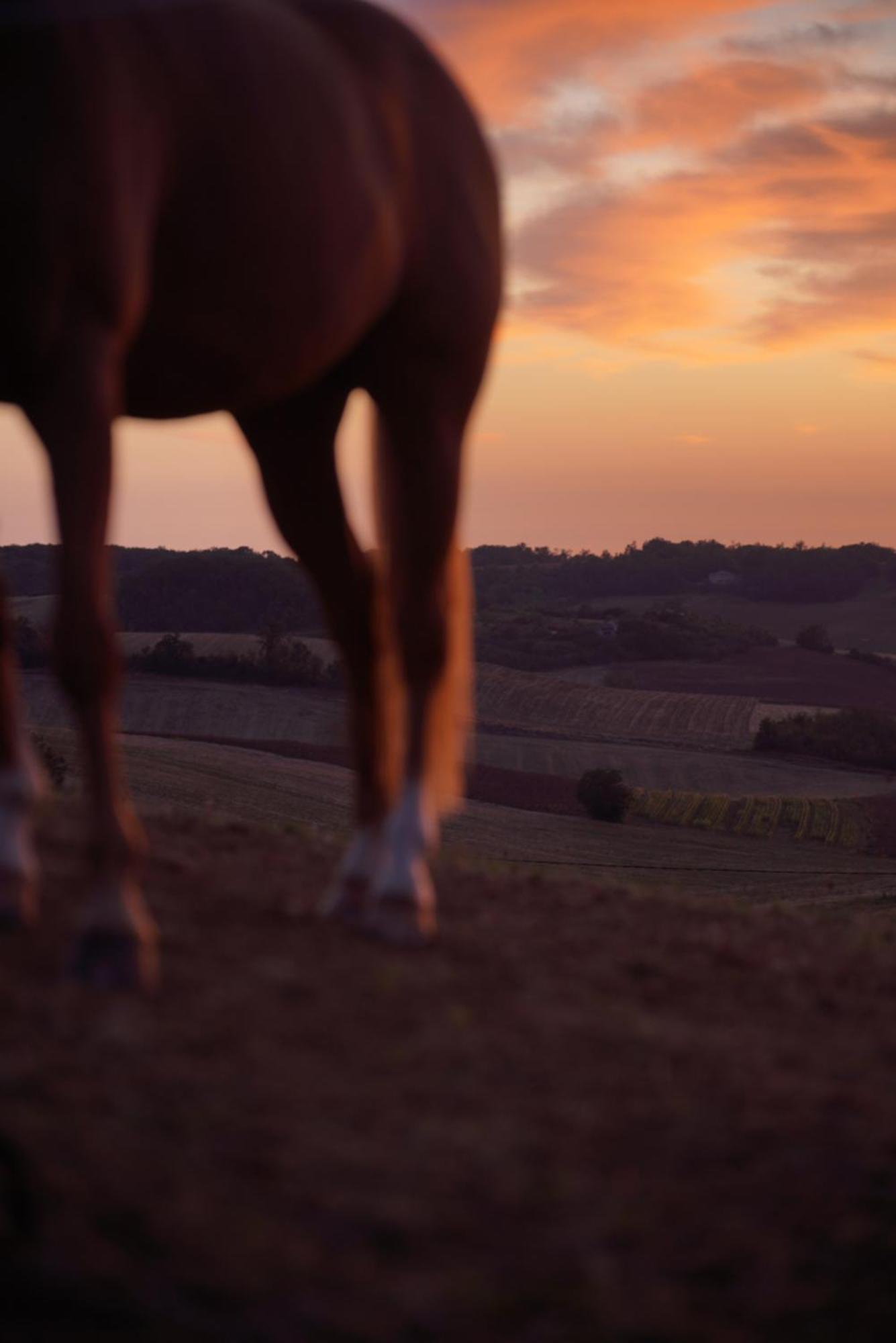 Logement Entier De Charme, Gite Equestre Gers Flamarens Kültér fotó