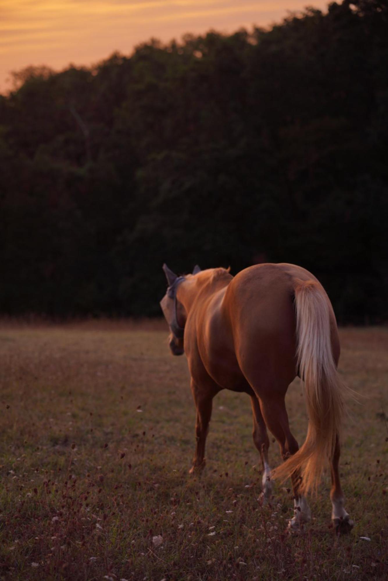 Logement Entier De Charme, Gite Equestre Gers Flamarens Kültér fotó