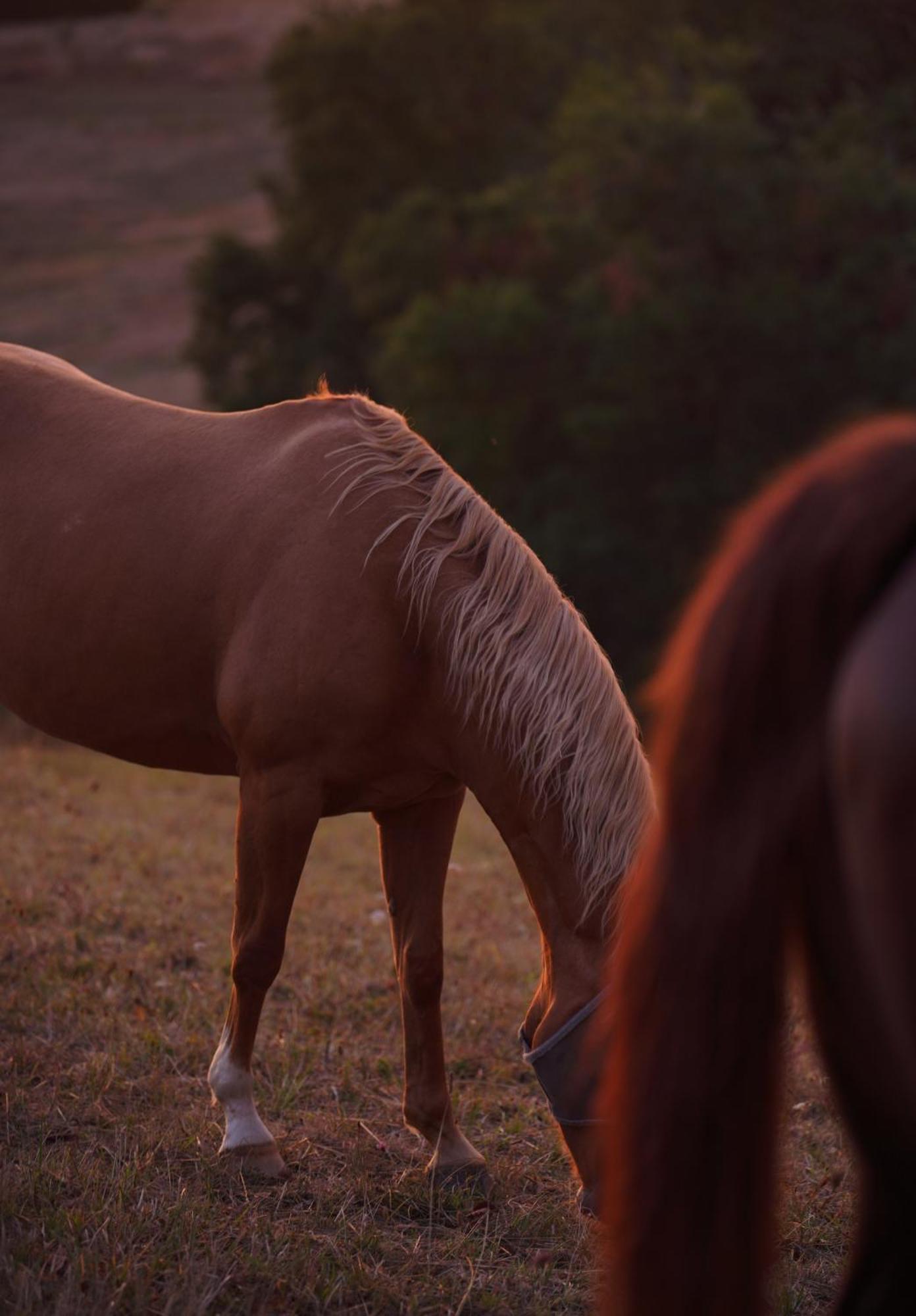 Logement Entier De Charme, Gite Equestre Gers Flamarens Kültér fotó