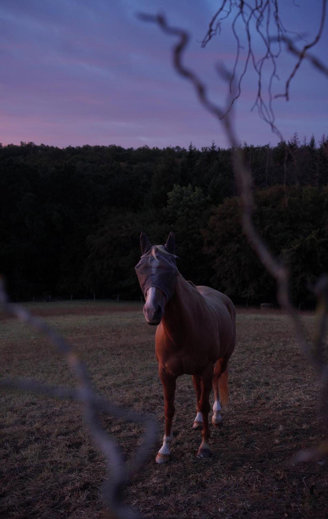 Logement Entier De Charme, Gite Equestre Gers Flamarens Kültér fotó