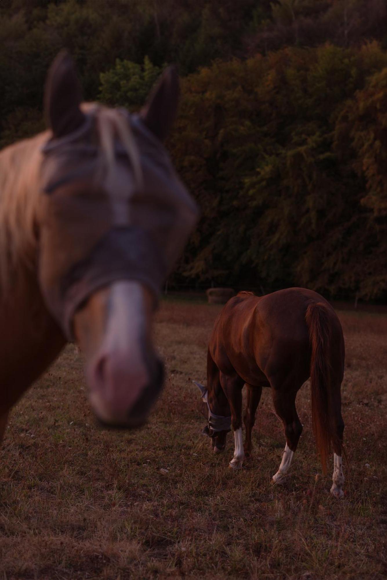 Logement Entier De Charme, Gite Equestre Gers Flamarens Kültér fotó