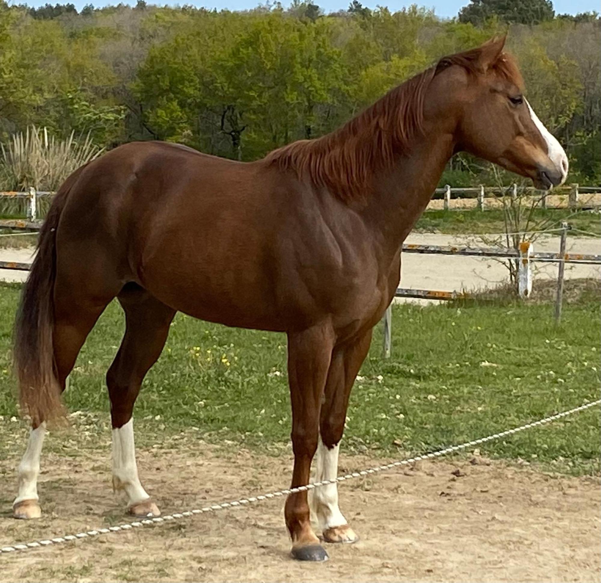 Logement Entier De Charme, Gite Equestre Gers Flamarens Kültér fotó